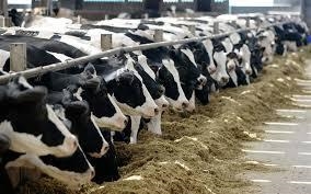 This is a picture of cattle rearing. What do you want to know?-example-1