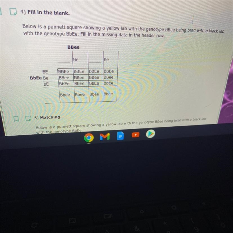 Below is a punnett square showing a yellow lab with the genotype BBee being bred with-example-1