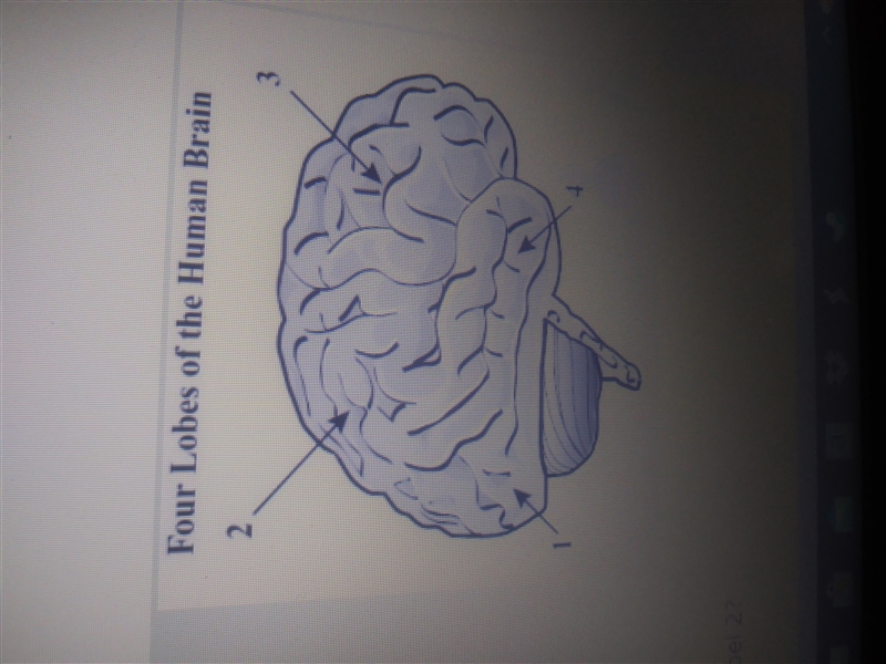 What lobe is found in the area designated by label 1? A) occipital B) frontal-example-1