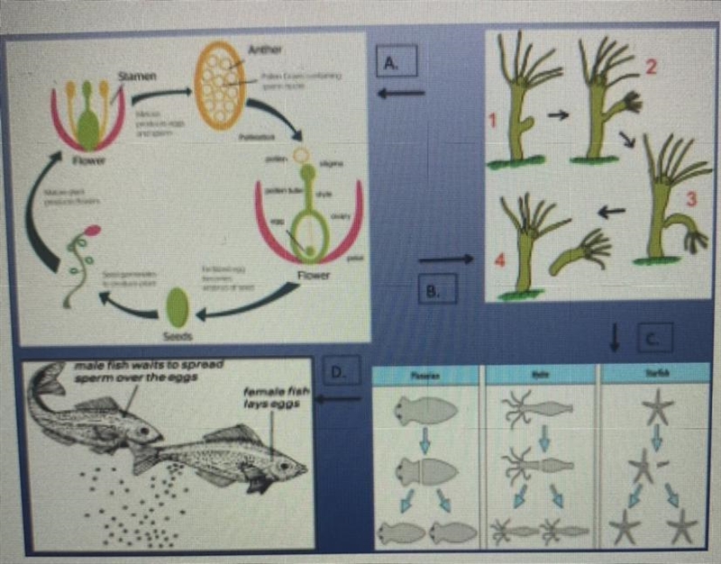 Budding is a form of asexual reproduction that results from the outgrowth of a part-example-1