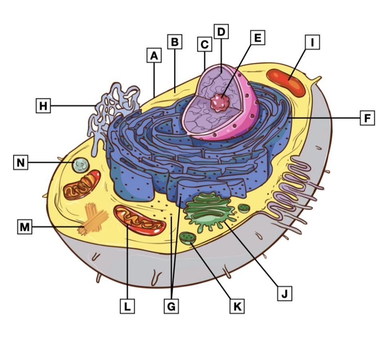 Can someone please help me label these parts of animal cell-example-1