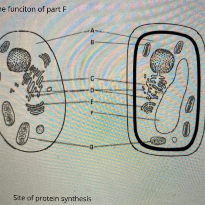 Identify the funciton of part F Site of protein synthesis storage of water, extra-example-1