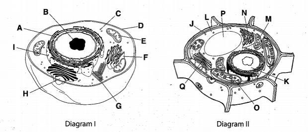 What is the name of the structure [M] in the diagram above?-example-1