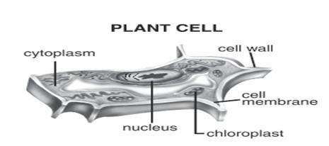 This illustration of a cell has a label. If there were no label, how could you tell-example-1