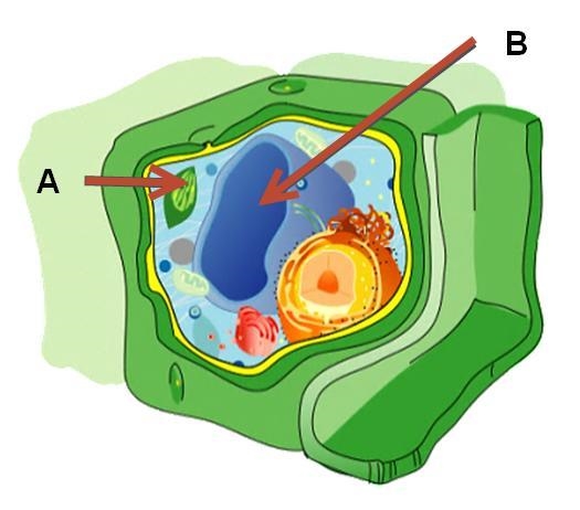 Identify the organelles in the cell using the drop-down menus. LABEL A:LYSOSOME,VACUOLE-example-1