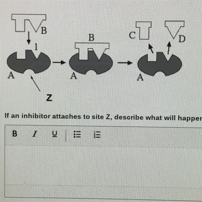 If an inhibitor attaches to site Z, describe what will happen to the overall reaction-example-1