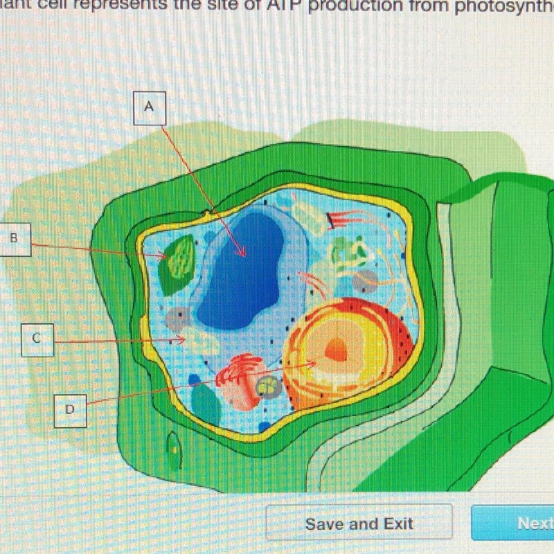 Which structure in this plant cell represents the site of ATP production from photosynthesis-example-1