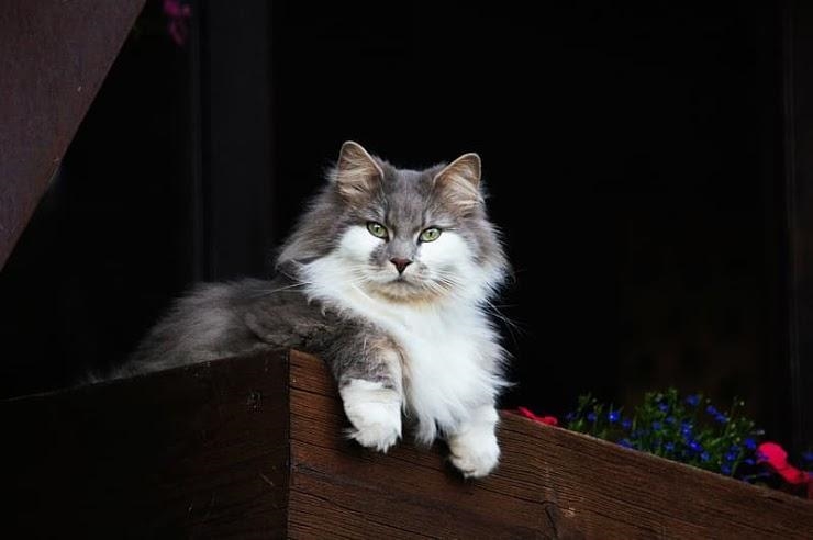 PLEASE HELP!!! What is this breed of cat? AND what is your favorite cat breed? For-example-1