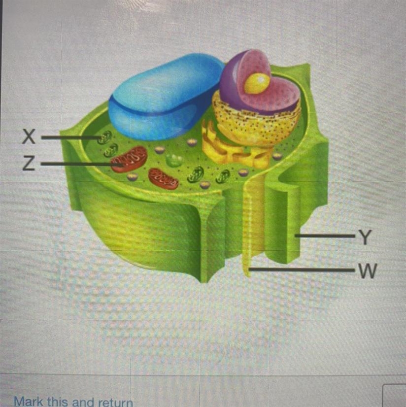 Study the diagram of a cell. Which structures are found in both plant and animal cells-example-1