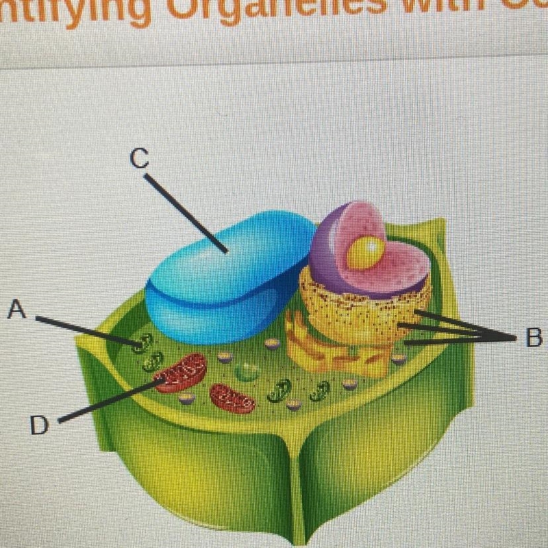 Which two structures produce energy that cells can use? O A and B OB and C O Cand-example-1