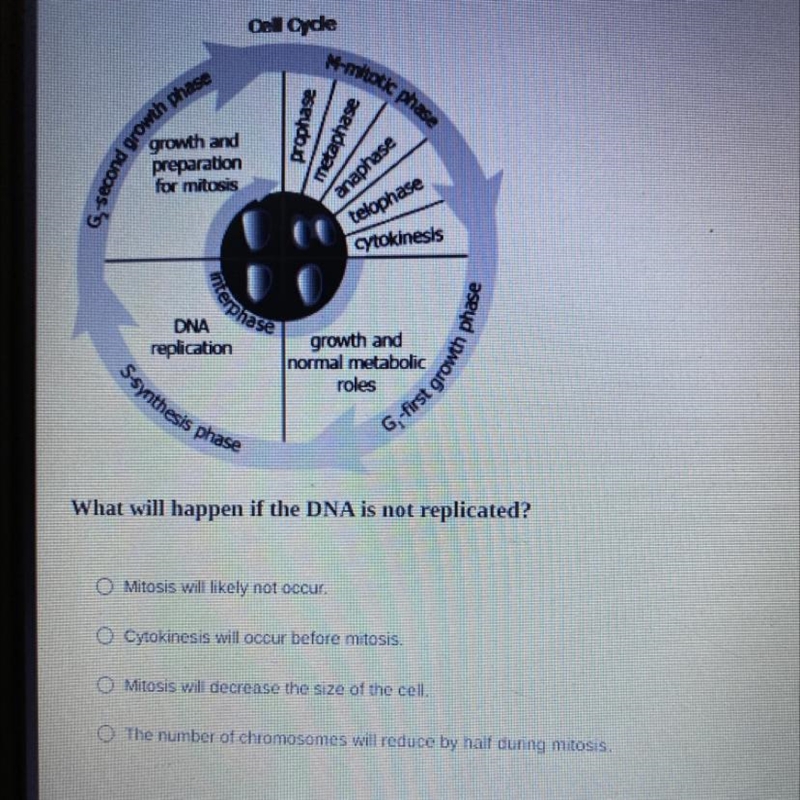 What will happen if the DNA is not replicated? O Mitosis will likely not occur. Cytokinesis-example-1