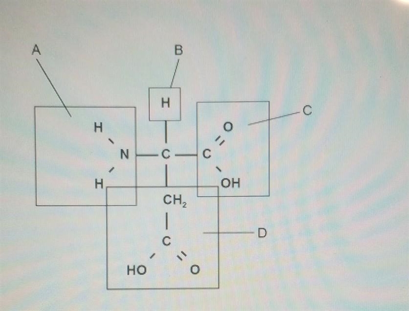 Amylase is a digestive enzyme that breaks down starches into sugars. Which component-example-1