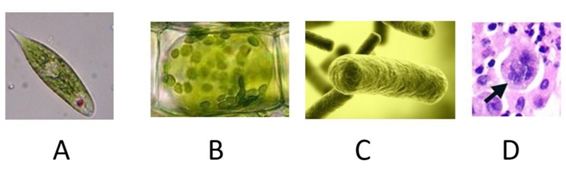 Which statement BEST describes these images. a- B and D are animal cells b- A and-example-1