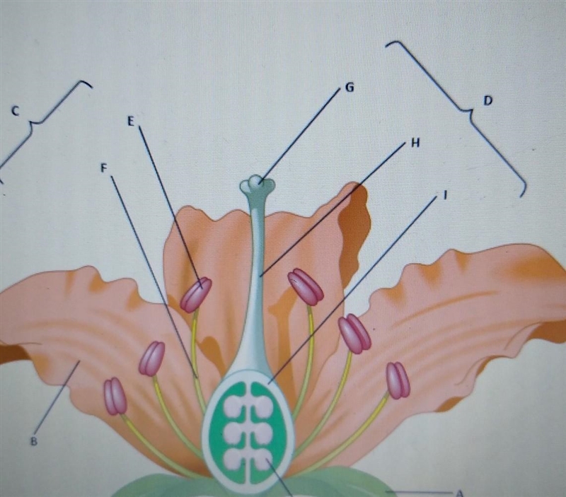 What are parts of a flower?​-example-1