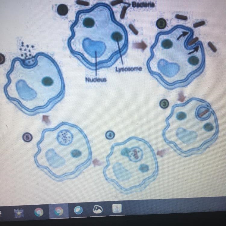 Outline and describe the steps in the process represented in this diagram-example-1