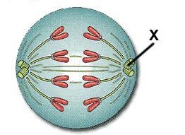 What is the name of the structure labeled X? (Make the word plural)-example-1