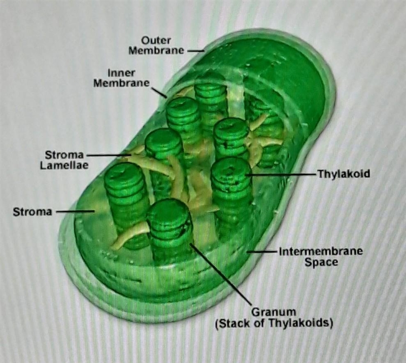 What type of cell would have the organelle pictured in Figure 1? 1 point O A. prokaryotic-example-1