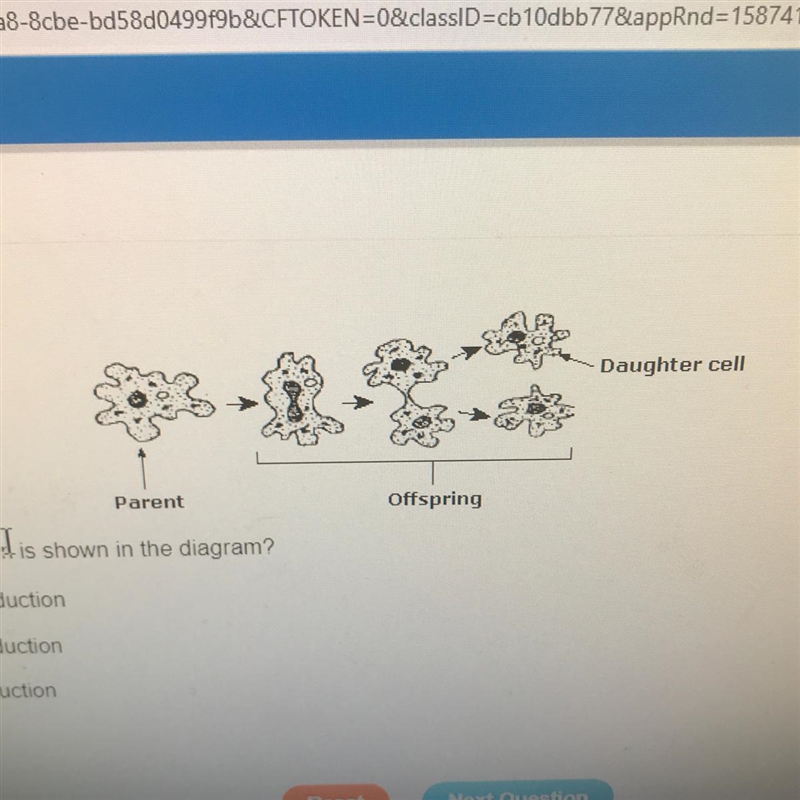 Which type of reproduction is shown in the diagram?-example-1