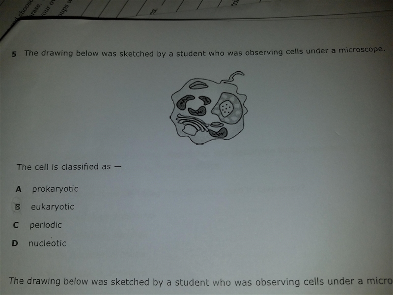 What is this cell classified as?-example-1