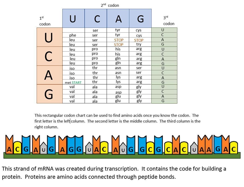 1: How many different kinds of amino acids can be carried by tRNA molecules? 2: Is-example-1