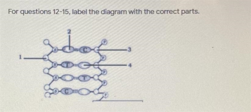 Can someone help me label these. The options are Deoxyribose sugar, guanine, phosphate-example-1