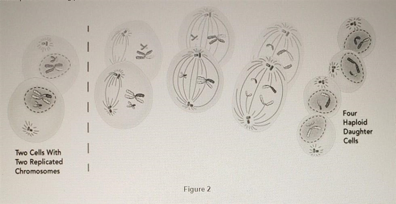 Refer to the diagram (Figure 2) provided below. Which process is taking place? A. Meiosis-example-1