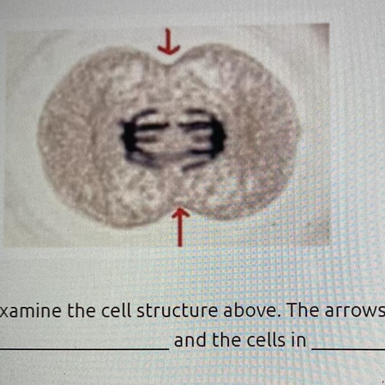 Examine the cell structure above. The arrows are pointing to the and the cells in-example-1