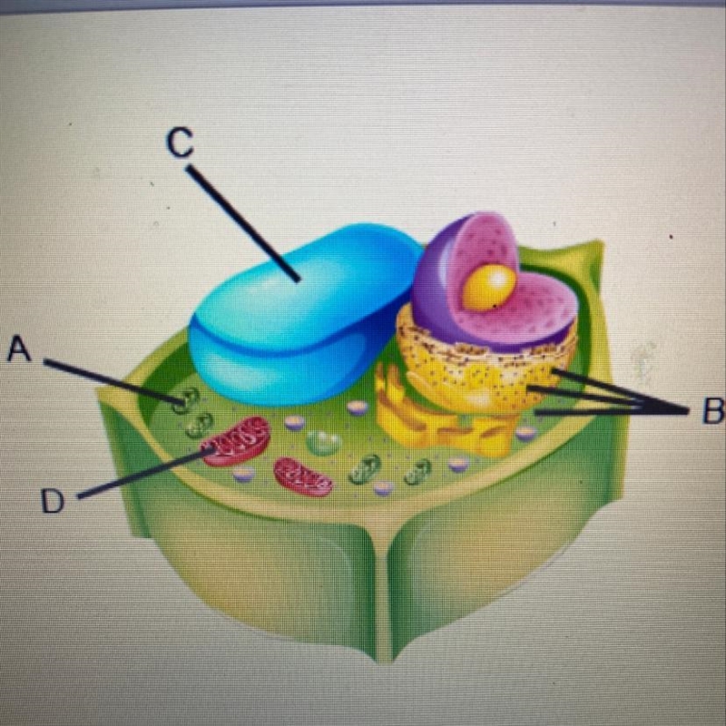 Witch two structures produce energy that cells can use? A and B B and C C and D Or-example-1