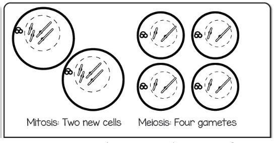 Compare the two pictures. These show the end of mitosis and meiosis. How are they-example-1