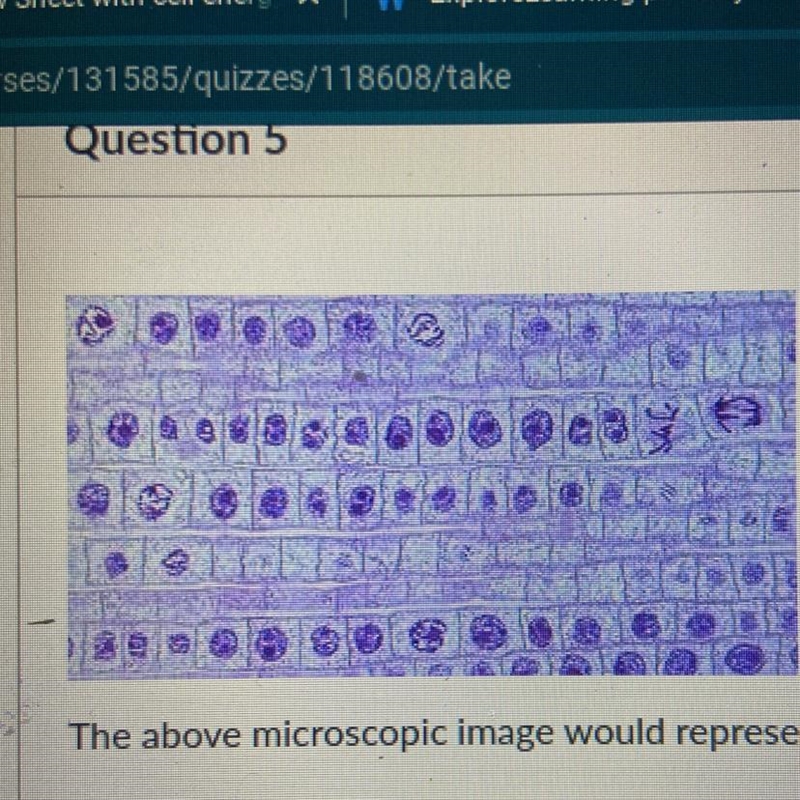 What would this represent? a) multicellular, eukaryote, autotroph b) unicellular, eukaryote-example-1