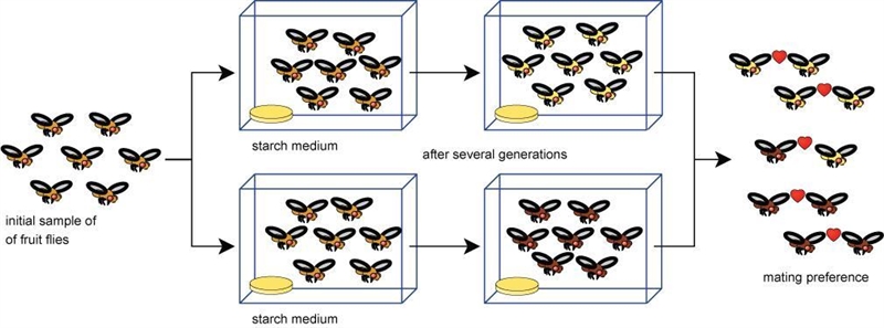 A scientist raised a species of fruit flies over several generations in separate containers-example-1