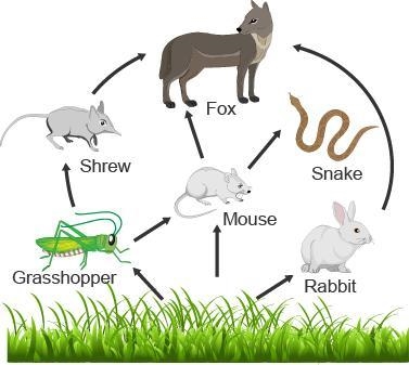 Which two organisms in the food web are primary consumers? fox and rabbit rabbit and-example-1