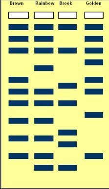 A wildlife biologist does a DNA gel to determine how closely related four species-example-1