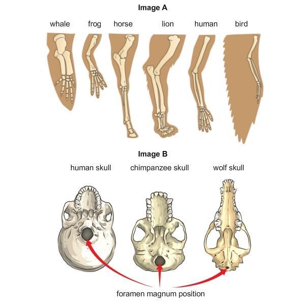 What do you think image A says about the evolution of these organisms?-example-1