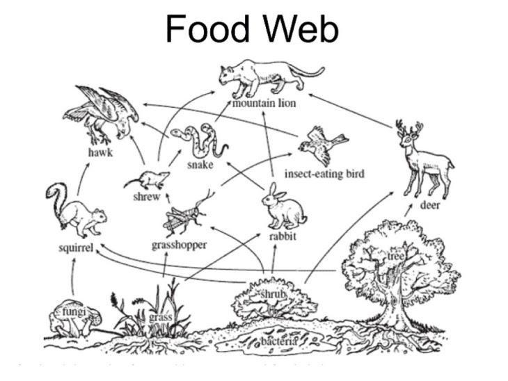 12+points PLZ help Take a look at the food web, which of these organisms are decomposers-example-1