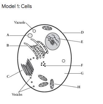 *9th grade* LABEL PARTS OF A CELL (HELP MEH)-example-1