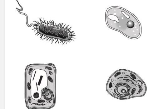 Four different types of cells are shown below. . Which characteristic is shared by-example-1