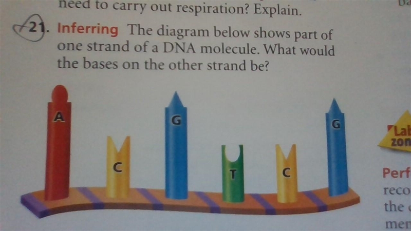 The diagram below shows part of one strand of a DNA molecule. What would the bases-example-1