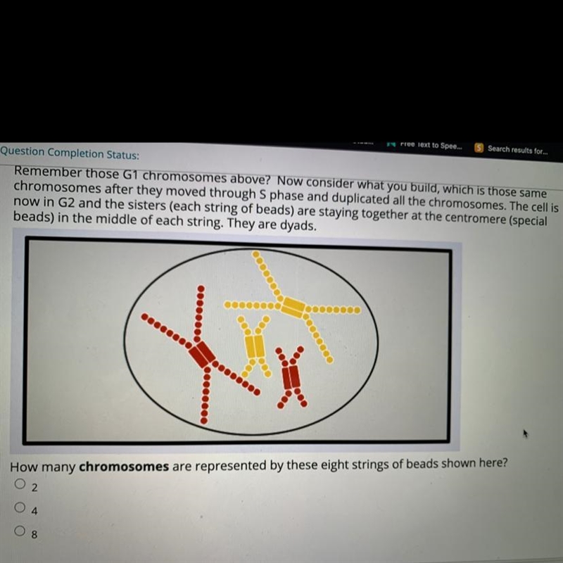 How many chromosomes are represented by these eight strings of beads shown in the-example-1