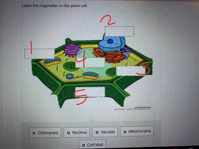 Please help!! I have to label the organelles in this cell plant!-example-1