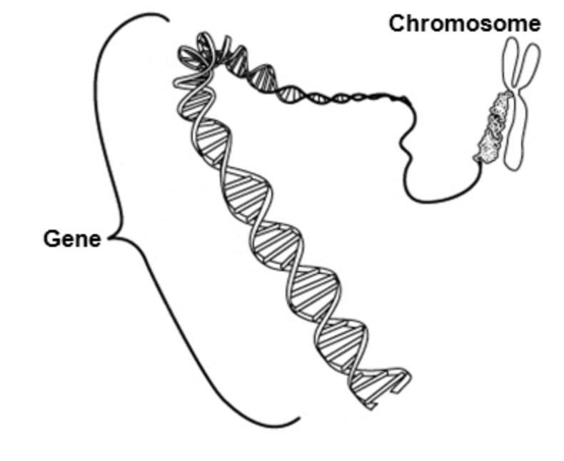 Segments of ________ transferred from parent to offspring are called genes.-example-1