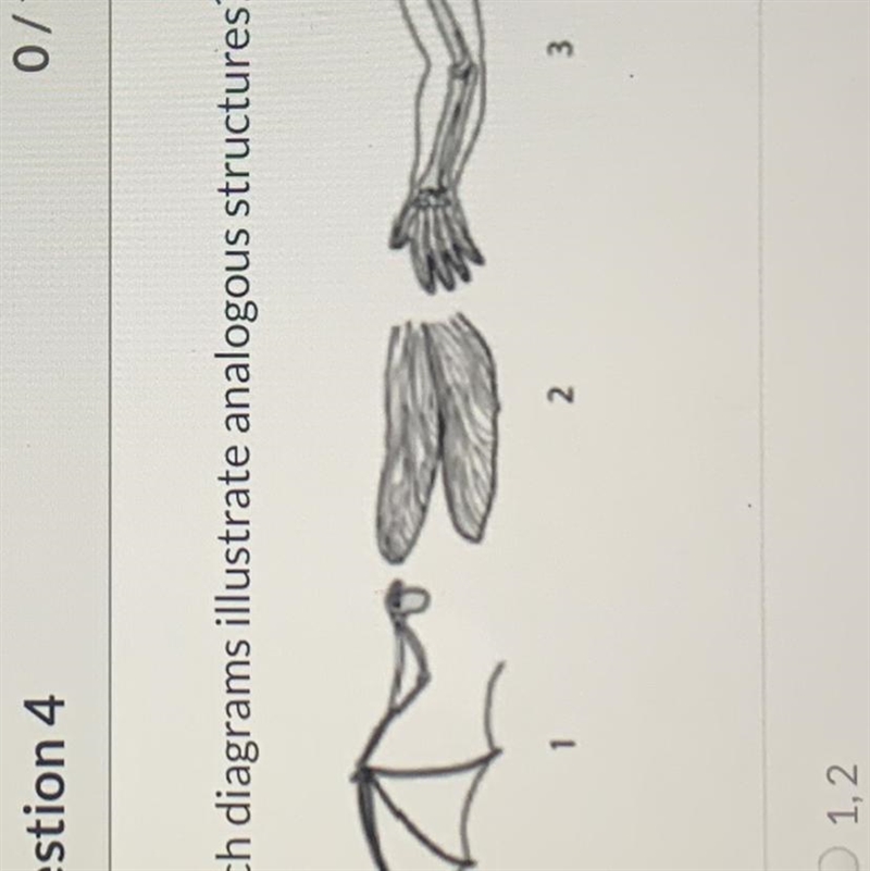 Which diagrams illustrate analogous structures? 1 2.-example-1