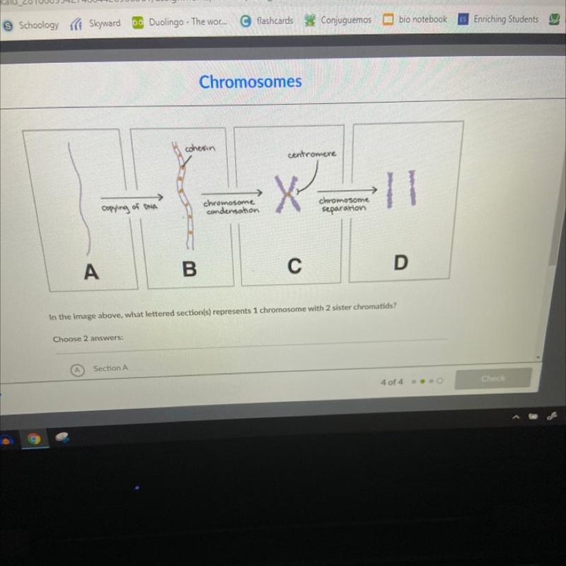 Cohesin centromere TATU copying of DNA chromosome condensation chromosome separation-example-1