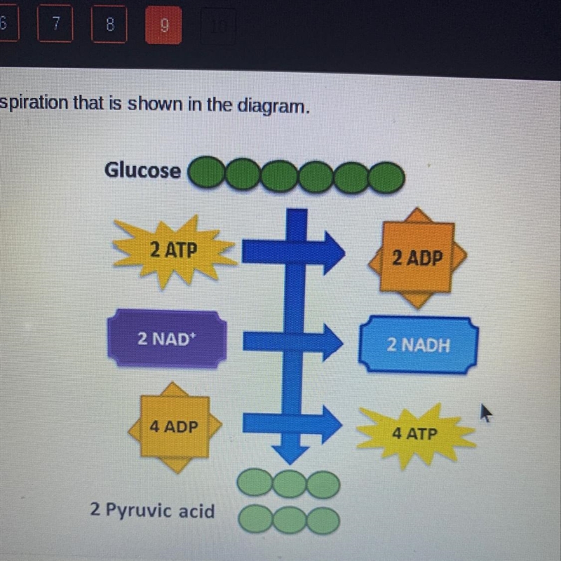 What is the net ATP production at this stage of cellular respiration? 2 ATP 4 ATP-example-1