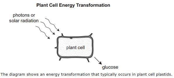 Which statement best describes this role of plastids in the plant cell? A) Chloroplasts-example-1