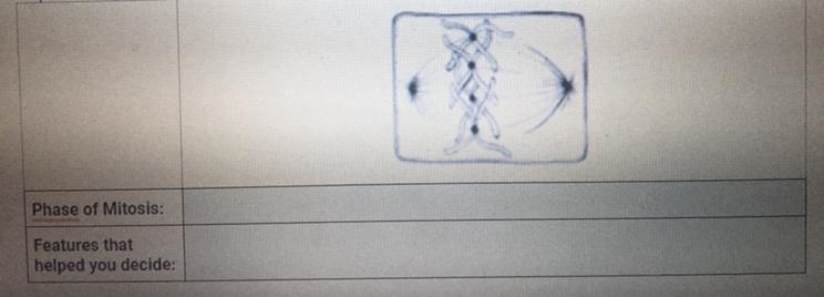 Label which phase of mitosis the following cell is in. Explain what features helped-example-1