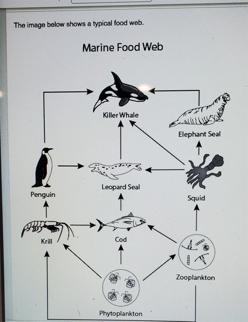 What would happen to the flow of energy in the food web if the cod population were-example-1