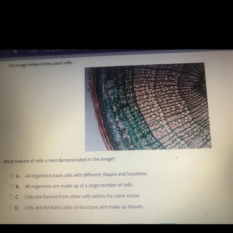 What features of cells is best demonstration in the image-example-1