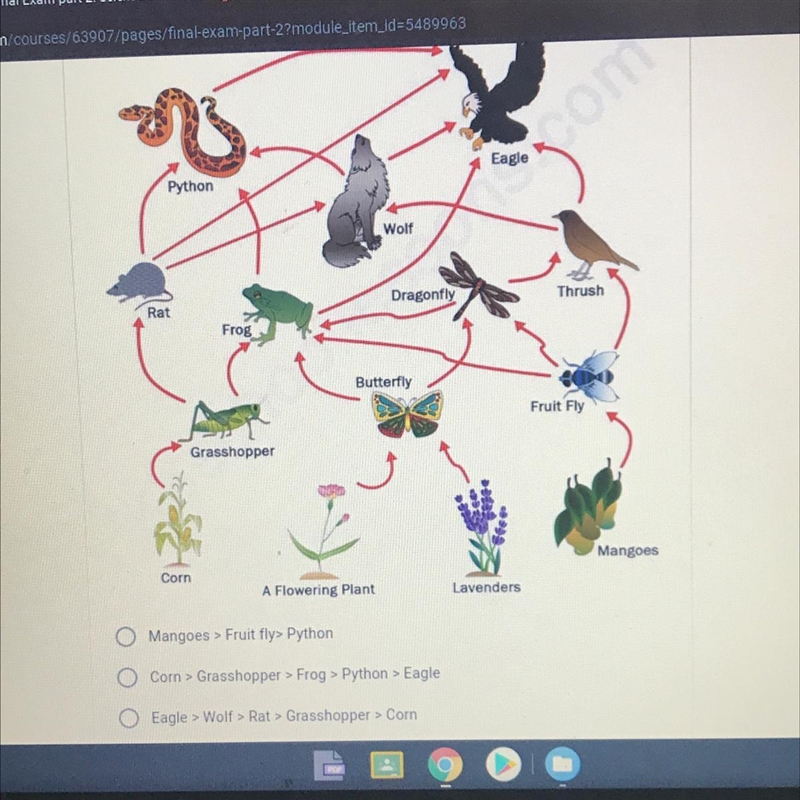 Which of the following is a food chain that can be made fro this food web-example-1