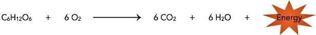 In your own words, explain what the summary equation tells you about cellular respiration-example-1